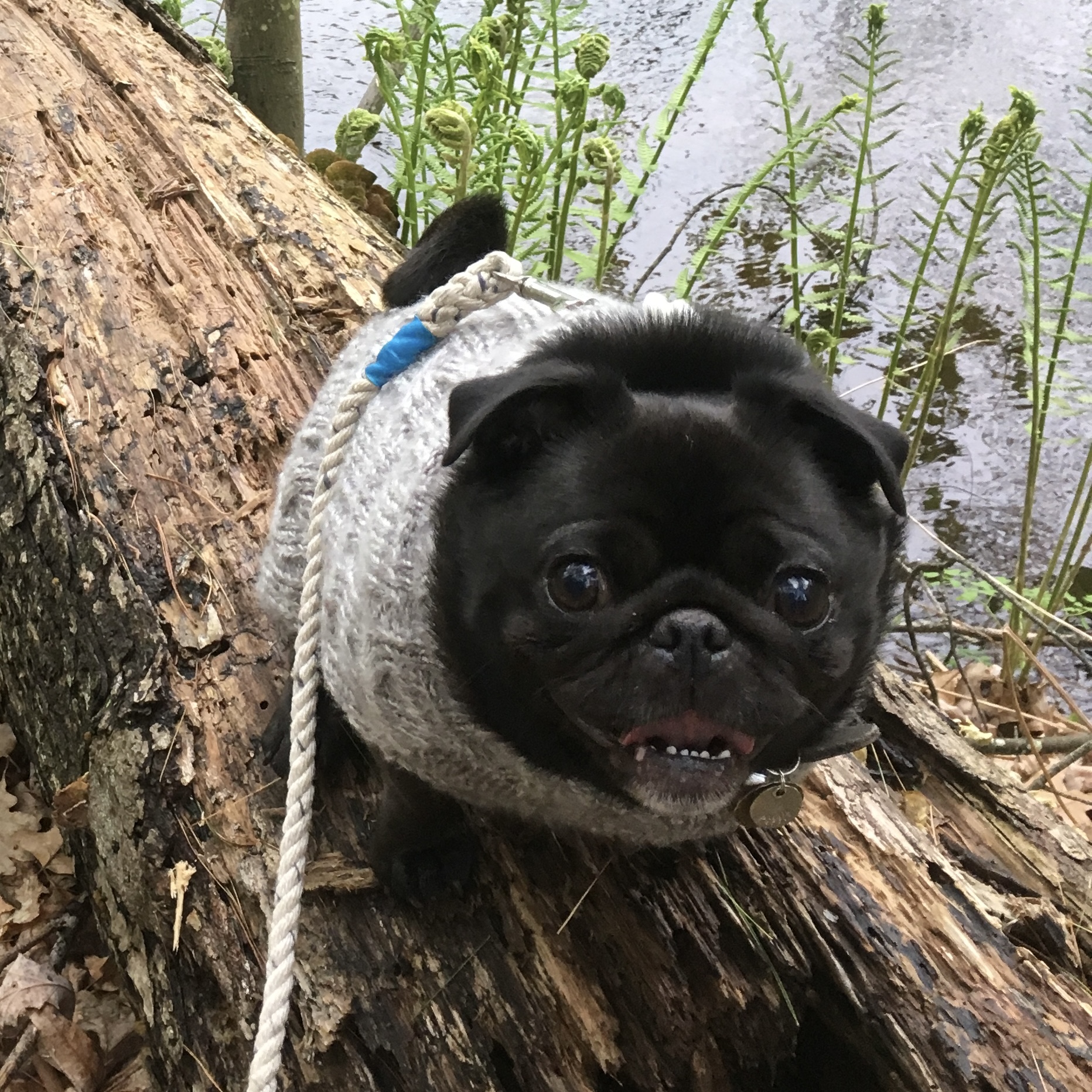 Pippin the pug